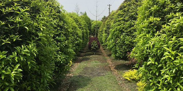 苗木(mù)推薦----金(jīn)桂